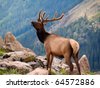rocky mountain elk