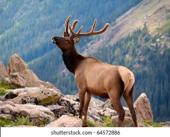 Rocky Mountain National Park Elk Herd
