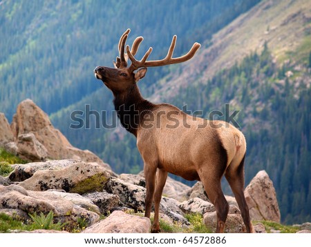 Rocky Mountain National Park Elk Herd