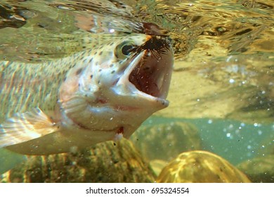 Rocky Mountain Rainbow Trout Underwater Stock Photo Edit Now 695324554