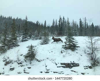 Rocky Mountain Ram Running In The Snow