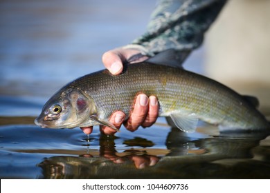 Rocky Mountain Whitefish