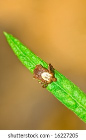 Rocky Mountain Wood Tick, Dermacentor Andersoni On Blade Of Grass