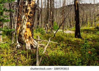 The Rocky Mountains Regrowing forest after extensive fire damage
Hiking trail at Helen Lake, Banff National Park, Alberta, Canada