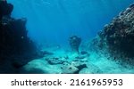 Rocky ocean floor, natural underwater seascape in the Pacific ocean, French Polynesia