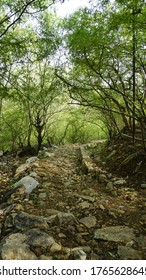 rocky path in the forest floor