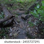 A  rocky path through fallen leaves and tree logs, in a forest, on the Devil