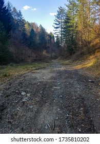 Rocky path through the forest