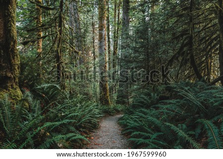 A rocky path, Trail of the Cedars, leads through the giant ferns and giant mossy cedar trees through a forest in North Cascades National Park, Washington, USA.