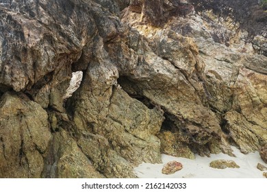 Rocky Reef Stone. Natural Coastal Quartzite Rock. 