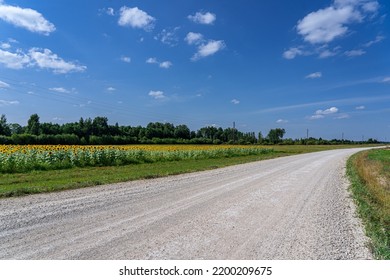 Rocky Road With A Curve, Field Of Sunflowers And Blue Sky With White Clouds.