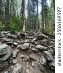 A rocky, rugged section of a Grouse Grind hiking trail surrounded by tall evergreen trees, offering a challenging ascent through the dense forest