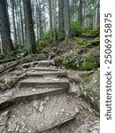 A rocky, rugged section of a Grouse Grind hiking trail surrounded by tall evergreen trees, offering a challenging ascent through the dense forest