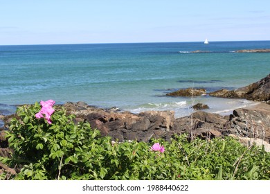 The rocky shore line of Ogunquit, ME behind blooming pink beach roses. 