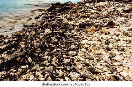 A rocky shoreline covered in coral fragments and stones by the water's edge. Waves create a soft, misty effect, giving a tranquil feel. This scene resembles a coral beach where pieces wash over time. - Powered by Shutterstock