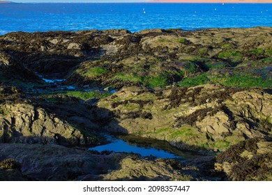 The Rocky Shores Of South West England Covered In Moss And Seaweed