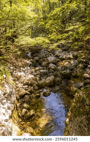 A rocky stream in the forest