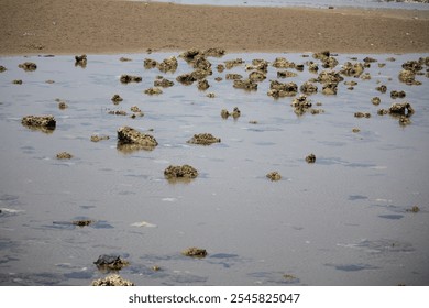 A rocky tidal shoreline with exposed rocks and small water pools during low tide, showcasing natural coastal textures and patterns - Powered by Shutterstock