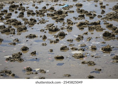 A rocky tidal shoreline with exposed rocks and small water pools during low tide, showcasing natural coastal textures and patterns - Powered by Shutterstock