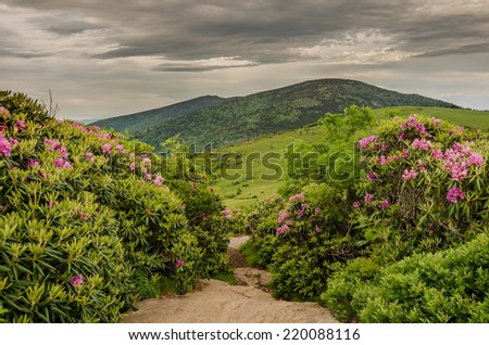 A rocky trail runs right through rhododendron bushes in bloom on Jane Bald