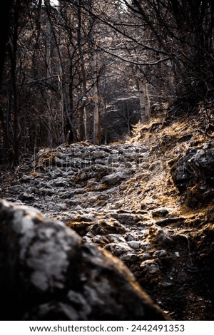Rocky trail through mountain forest in Vitosha national park 