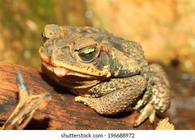 Rococo Toad (Bufo Paracnemis)