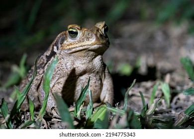 A Rococo Toad, Latin Name Rhinella Dyptichus, Sits In The Grass At Night Near Filadelfia, Paraguay