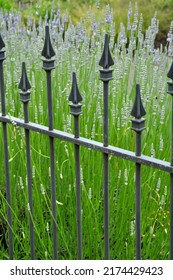 Rod Iron Fence Next To Lavender Flower Garden