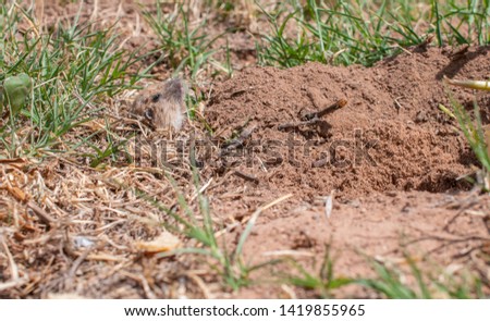 Rodant digging a hole in a garden