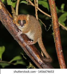 Rode Muismaki, Brown Mouse Lemur, Microcebus Rufus