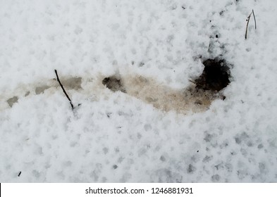 Rodent Animal Track Trail Burrow Snow Stock Photo 1246881931 | Shutterstock