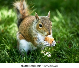 A Rodent Caught Eating. A Squirrel. Cute Little Rodent. Grass