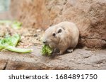 Rodent common gundi (Ctenodactylus gundi) eats green lettuce leaves