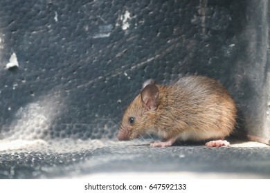 The Rodent, Rat, Mouse