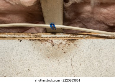 Rodent Rub Marks In A Basement