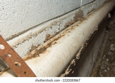 Rodent Rub Marks In A Basement