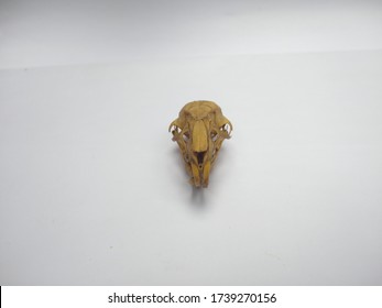 Rodent Skull Front View Teeth