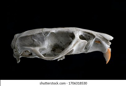 Rodent skull showing large front teeth and skull structure - Powered by Shutterstock