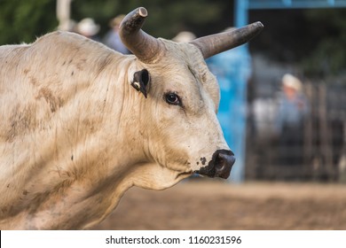 Rodeo Bull Head
