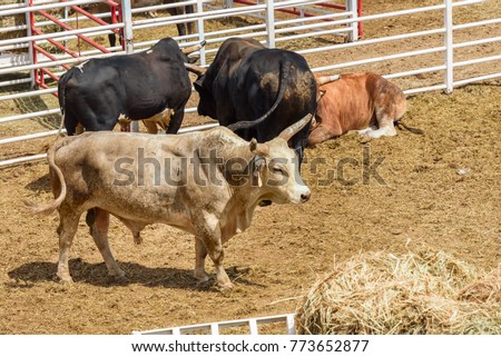 Rodeo bulls in a pen waiting to perform in a rodeo. Wyoming, USA