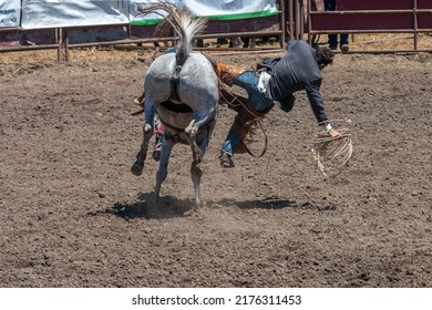 A Rodeo Cowboy Is Falling Off A Bucking Bronco On The Right Side. The Horse Is Seen From The Side Bucking. The Cowboy Has A White Hat And Blue Shirt. The Arena Is Dirt.