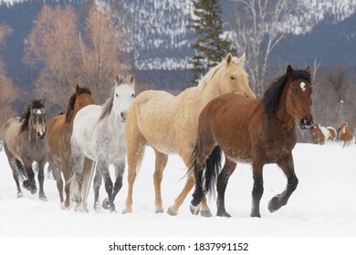 Rodeo Horses Running During Winter Roundup, Kalispell, Montana.