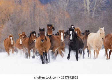 Rodeo Horses Running During Winter Roundup, Kalispell, Montana.