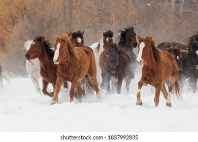 Rodeo Horses Running During Winter Roundup, Kalispell, Montana.