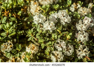 rododendron Adams flowers blossom in mountains - Shutterstock ID 455260270