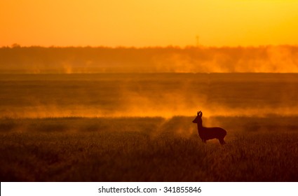 Roe Buck At Dawn In Hungary.