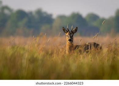 Roe buck in a field among long grass in a Dutch river valley in the month of May - Hunzedal, Drenthe, The Netherlands.