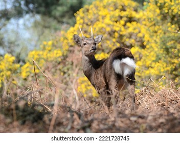 Roe Dear At Arne, Dorset