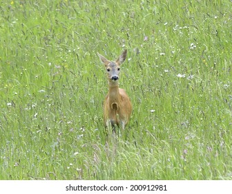 Roe deer