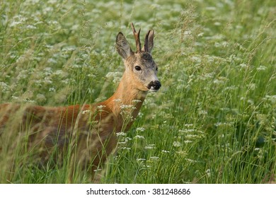 roe deer